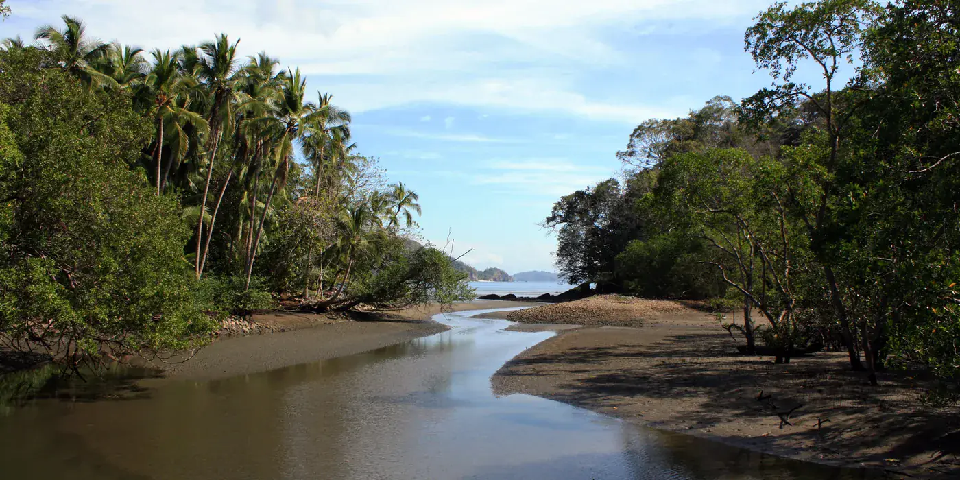 A quiet path through dry forest at the Curú wildlife refuge, with pale trunks and a litter of leaves under an open canopy
