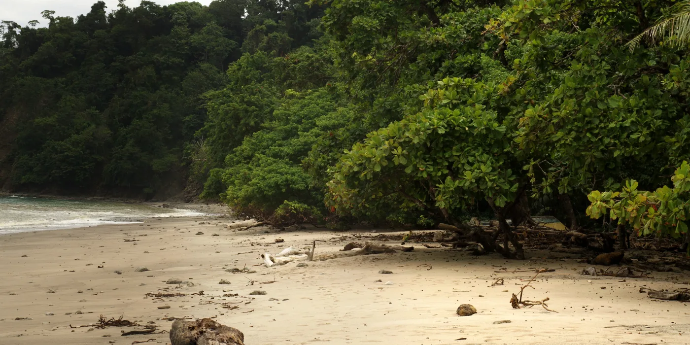 The beach at Cabo Blanco Absolute Natural Reserve on the southern tip of the Nicoya Peninsula, with forest running down to a curve of dark sand and rocks at the waterline