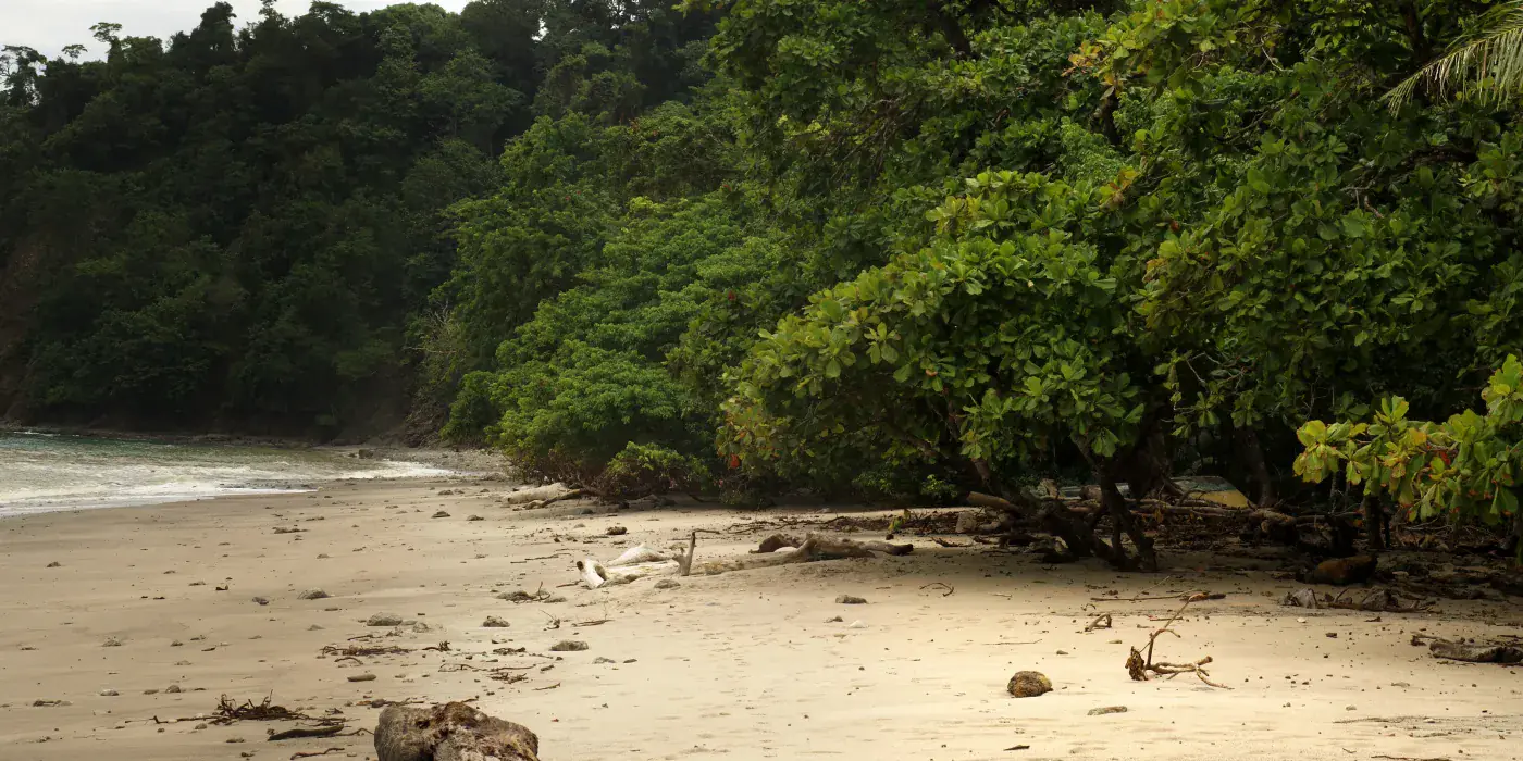 The beach at Cabo Blanco Absolute Natural Reserve on the southern tip of the Nicoya Peninsula, with forest running down to a curve of dark sand and rocks at the waterline