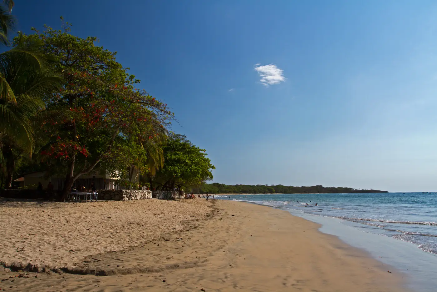 Tamarindo Beach in Guanacaste on a clear day, with a flowering tree and palms shading the sand and gentle surf running toward a wooded headland