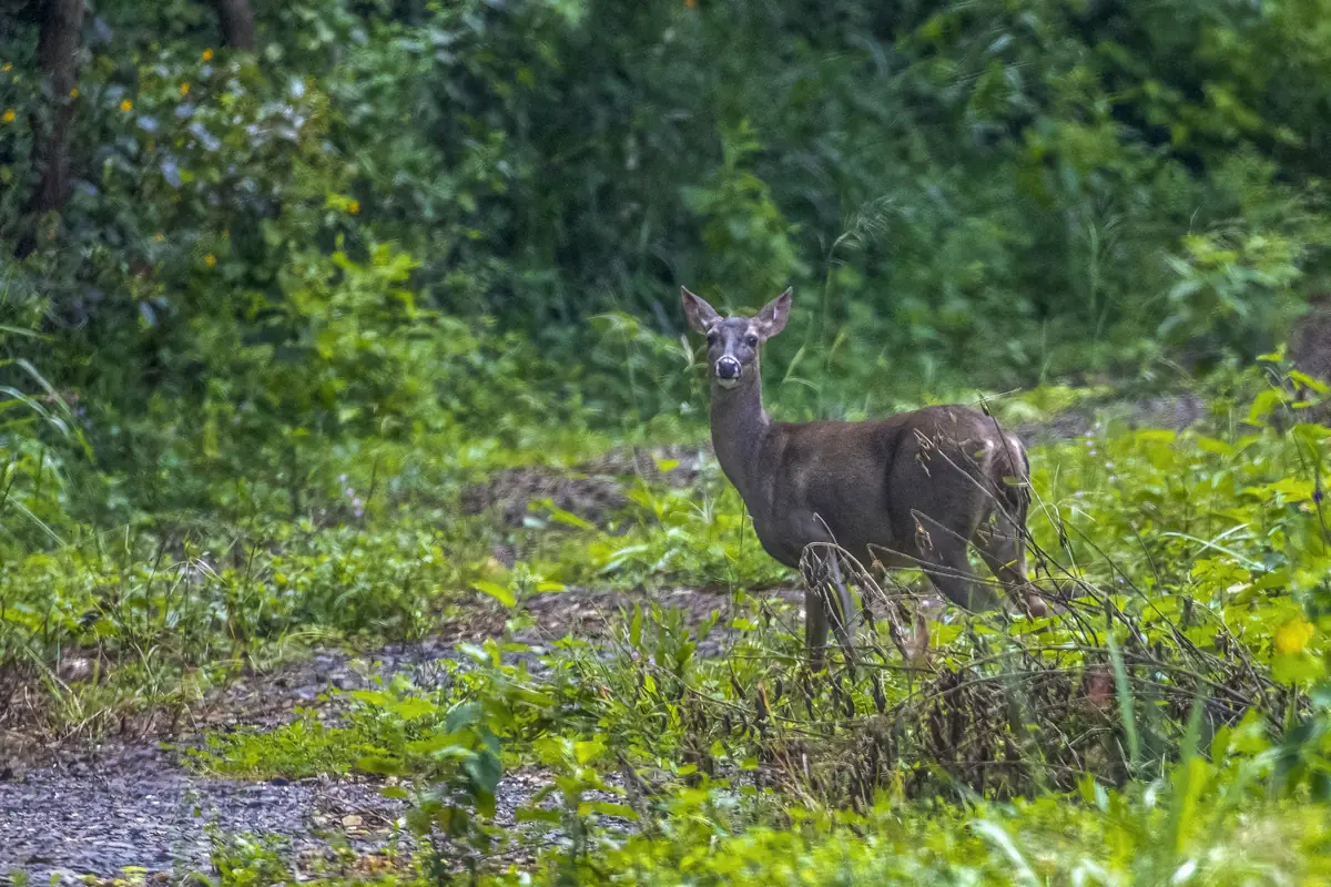 A white-tailed deer standing at the edge of a damp forest track at Rincón de la Vieja, ears forward, looking directly at the camera through long grass