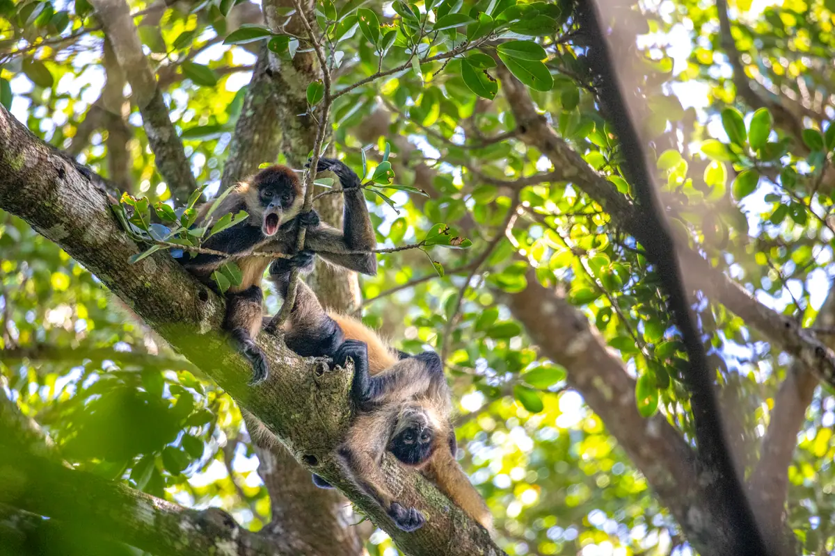 Two Geoffroy’s spider monkeys in a sunlit tree at Rincón de la Vieja, one hanging upside down by its tail and the other open-mouthed on the branch above