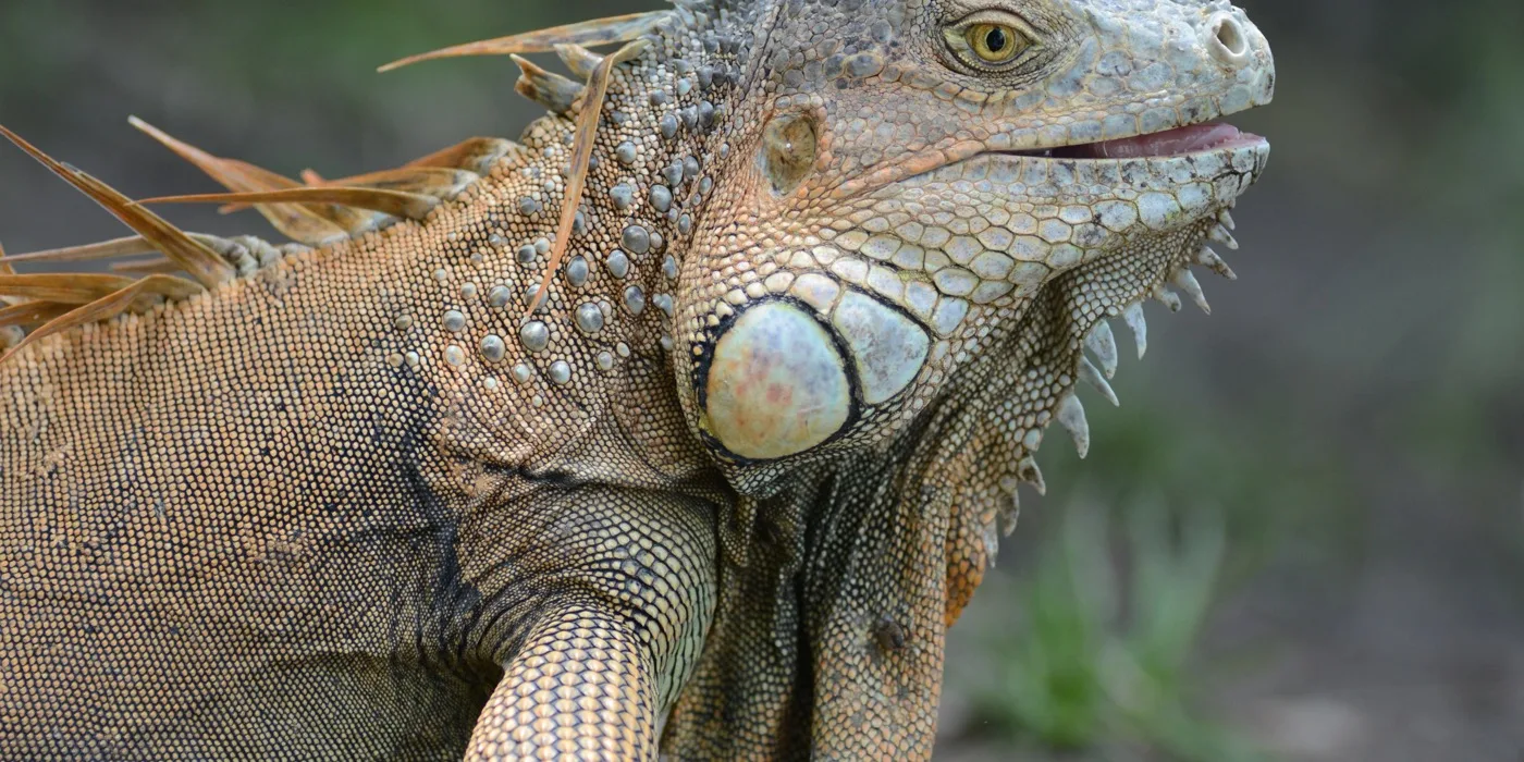A large green iguana resting on a bare branch in the dry forest at Palo Verde, Guanacaste, its crest and dewlap visible in profile against foliage