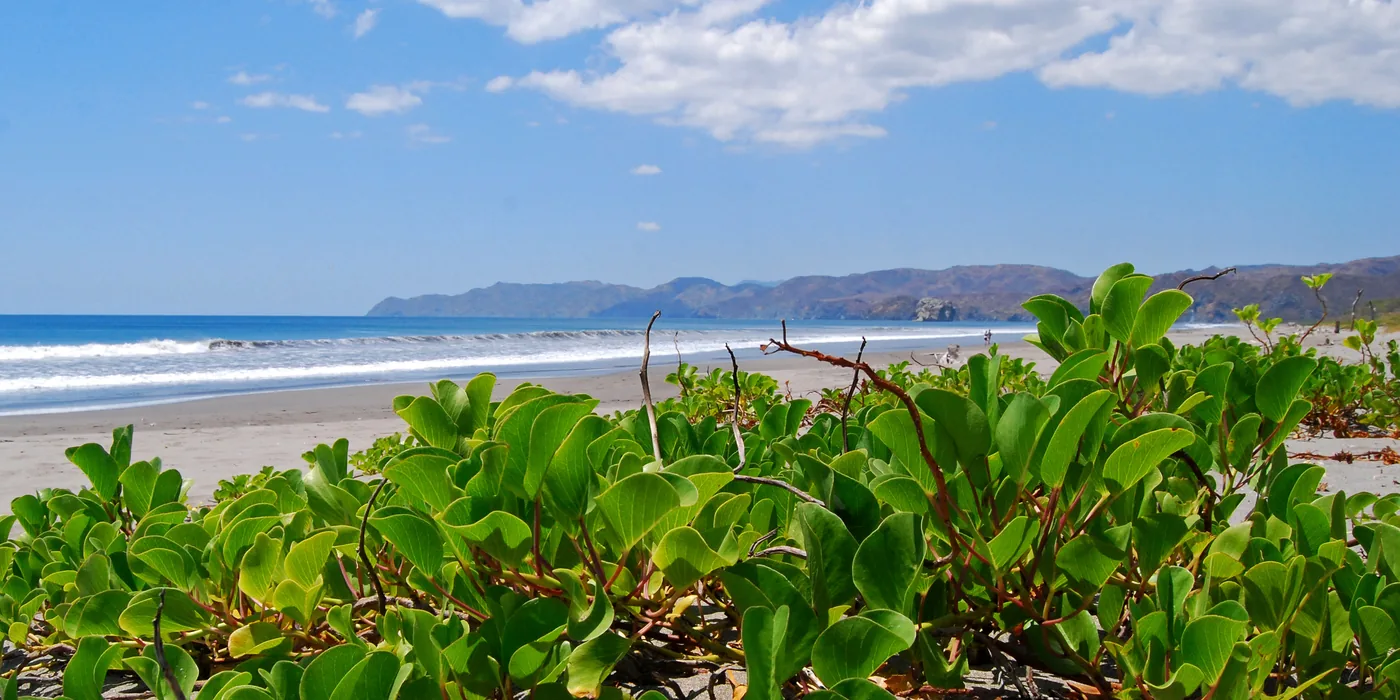 The wide empty beach at Santa Rosa National Park, firm pale sand running to a low line of dry forest under a bright sky