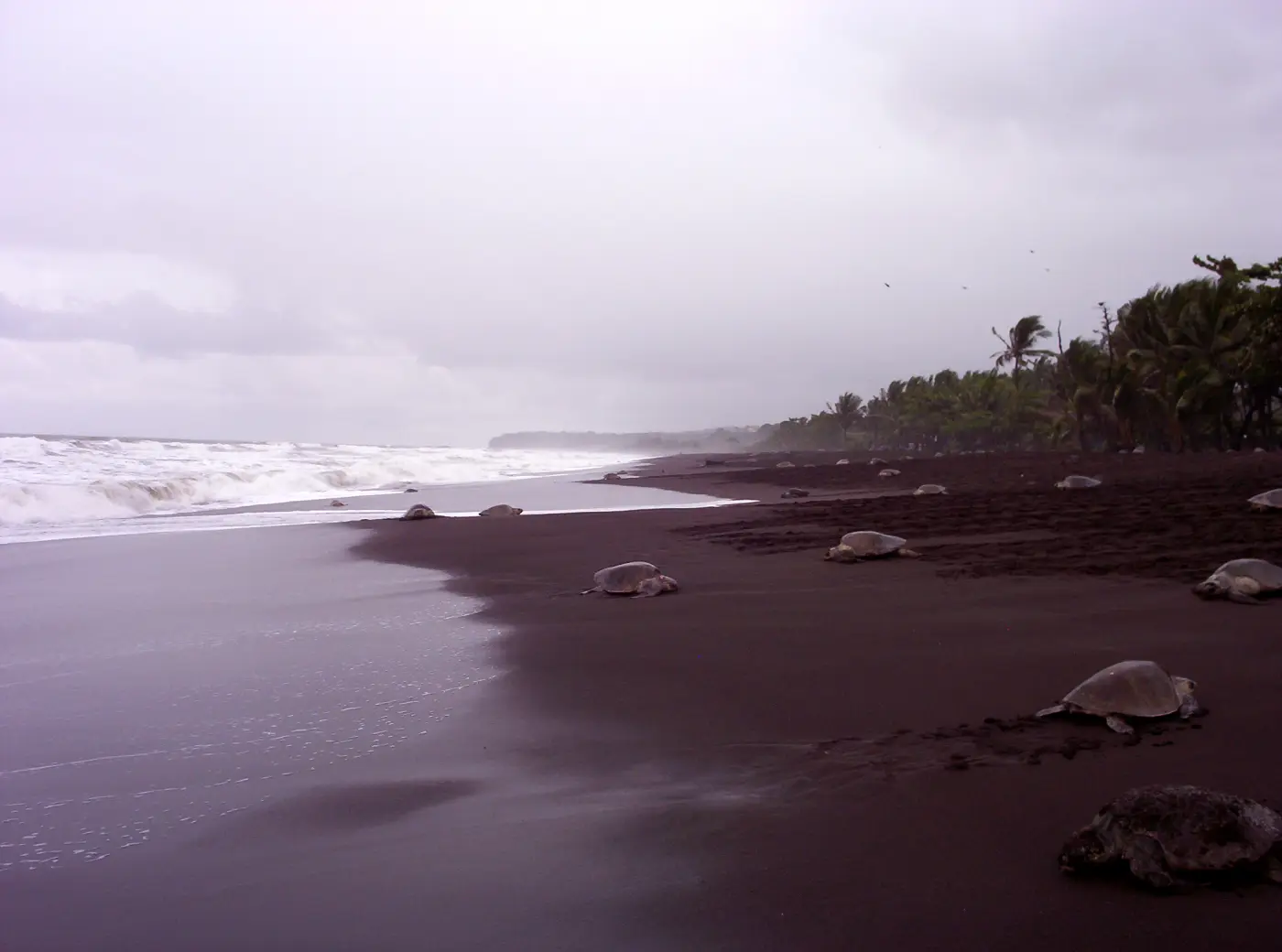 Dozens of olive ridley sea turtles scattered across the dark grey sand of Playa Ostional, Costa Rica, with surf breaking on the left and palms along the back of the beach