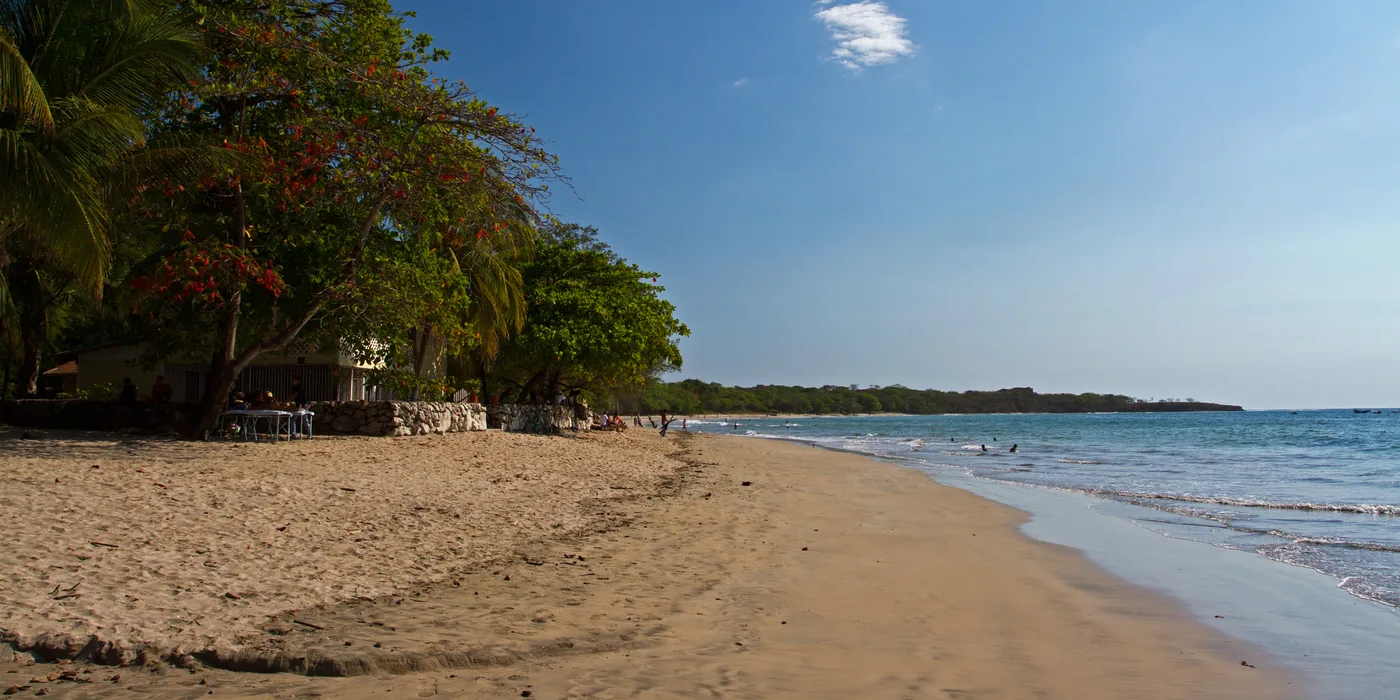 Playa Tamarindo looking south down the sand toward a forested headland, with a flame tree and palms shading the beach on the left and swimmers in the shallows