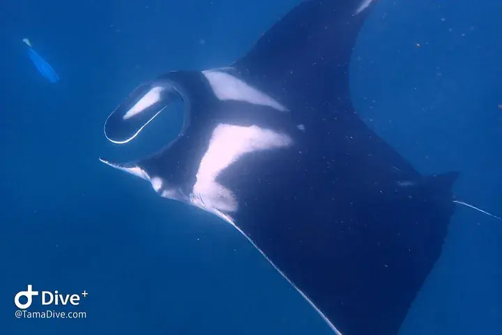 Catalina Islands Fun Dive: 2 Dives, Certified Divers