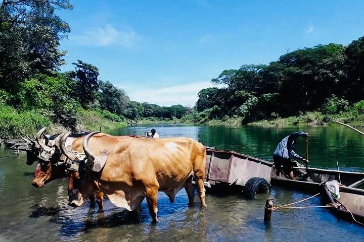 Palo Verde Boat Safari with Coffee & Culture