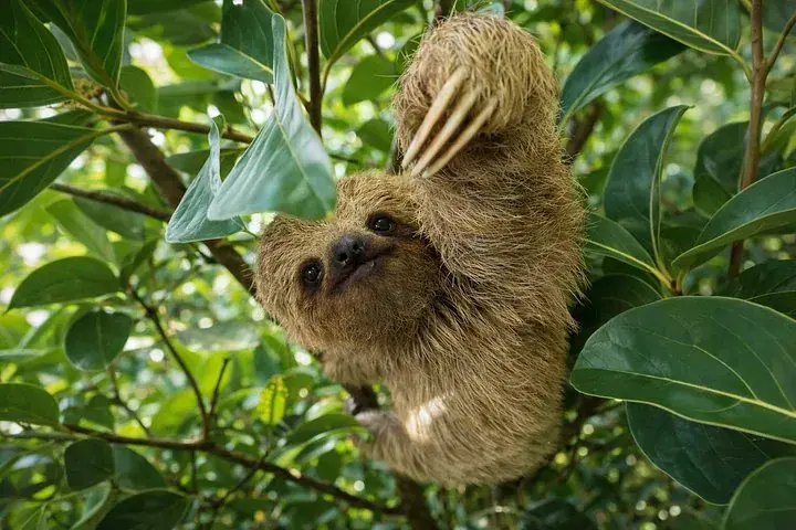 Sloth Wildlife Experience, Coffee, Chocolate & Waterfall