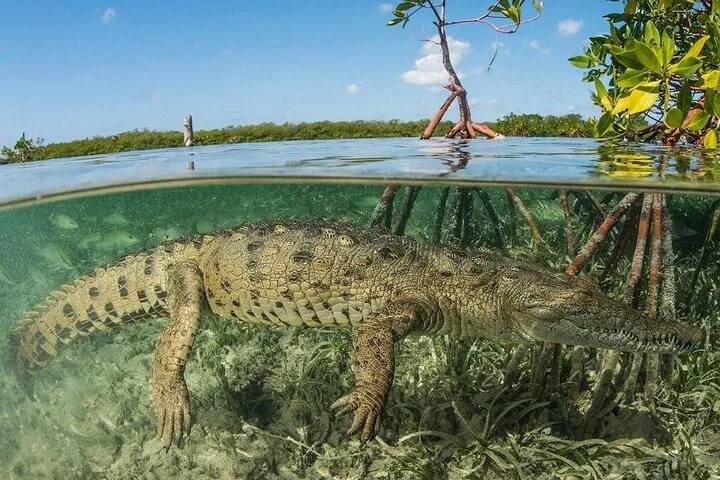 American Crocodile